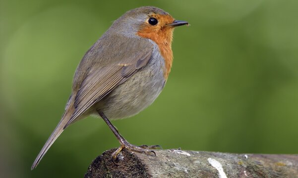 View of a European Robin perched on a wooden branch with its distinctive orange breast and brown plumage against a soft green background in North Las Vegas, Nevada, United States.