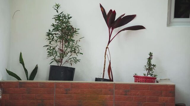 Close up of various potted plants arranged on brick surface against plain white wall. Different plant species in black and red containers including leafy greenery and dark leaved varieties
