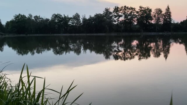 Calm lake water reflection of forest trees at twilight. Tranquil nature scene with tall green reeds (Phragmites australis). Peaceful landscape background.