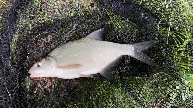 Freshly caught Common bream (Abramis brama) inside a black fishing landing net on green grass. Successful freshwater sport fishing catch close up.