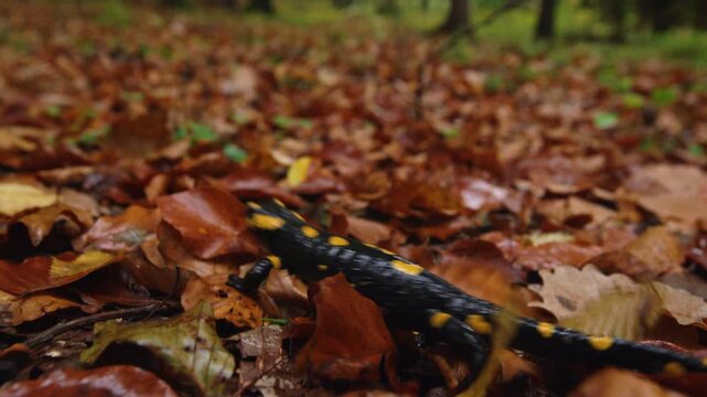 CLOSE UP, DOF: Spotted salamander crawling through damp autumn leaf litter in a moist woodland habitat. Black and yellow amphibian moves across the wet forest floor covered with withered brown leaves.