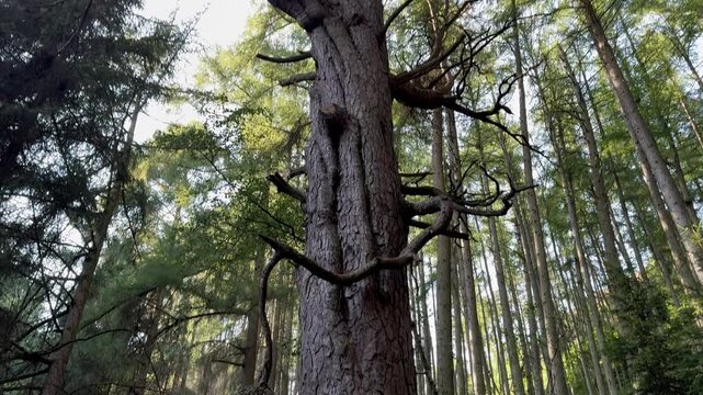 Tilting up a massive old pine tree trunk (Pinus sylvestris) with textured bark in a dense green forest. Natural environment ecosystem.