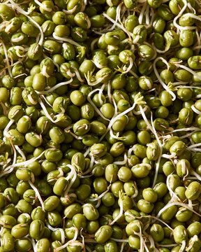 Fresh Green Mung Bean Sprouts Close-Up High-Angle View Showing Sprouted Legumes