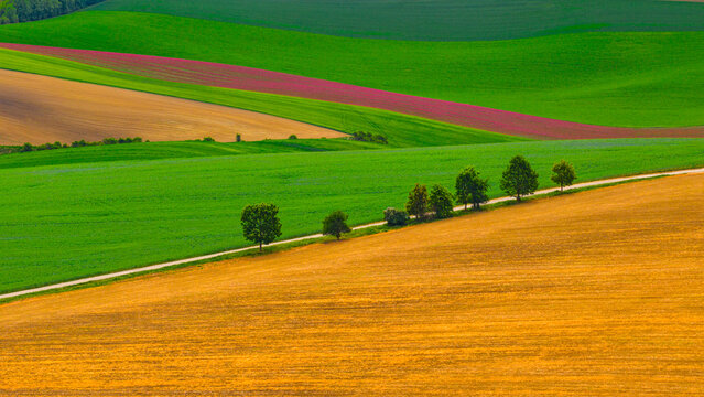 Aerial view of rolling agricultural fields with vibrant green and golden crops separated by a dirt path lined with trees in Cejkovice, South Moravian Region, Czechia.