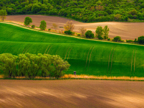 Aerial view of rolling green agricultural fields and brown plowed land with scattered trees and a hunting blind in Cejkovice, South Moravian Region, Czechia.