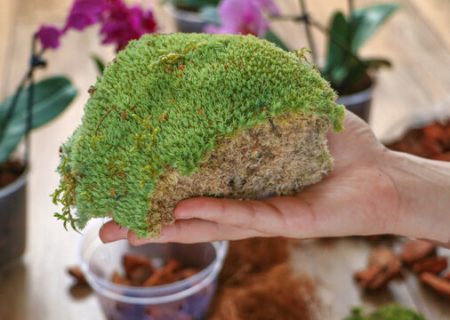 Leucobryum glaucum moss in a woman's hand. preparation for repotting houseplants, orchids, and Phalaenopsis. A type of live moss. sphanum peat moss close-up. High quality photo