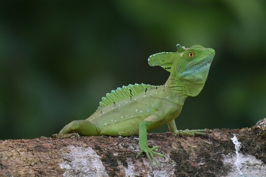 Stirnlappenbasilisk Costa Rica