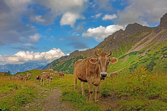 Allg&auml;u - K&uuml;he - Alpen - Oberstdorf - Berge - Sommer