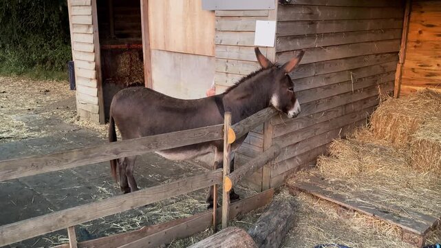 wo cute brown donkeys (Equus asinus) standing by wooden fence inside rural farm stable enclosure eating hay.