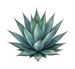 Fototapeta premium PNG Detailed watercolor agave plant illustration.