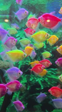 School of colorful neon GloFish tetra swimming in aquarium tank.