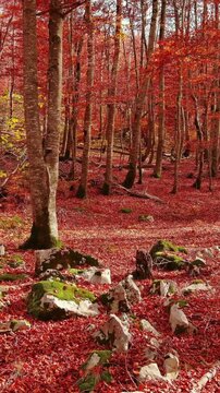 Aerial landscape of autumn beech forest with red foliage. Moving in tall trees in woodland, natural scenery background. Vertical video 4k
