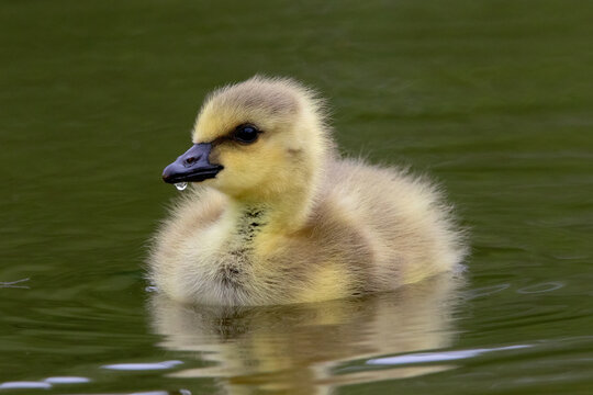 Baby Canada Goose, Branta canadensis gosling Resting in the pond