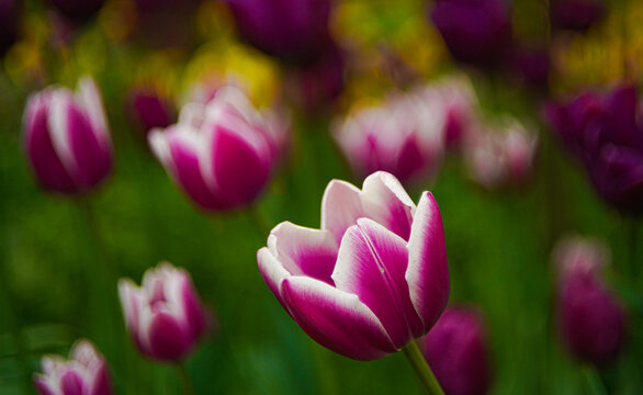 A pink tulip with a white border. 