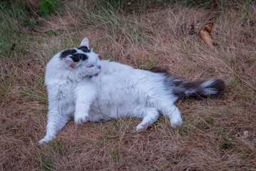 Obraz premium White male cat lying in dry summer grass in garden