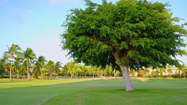 Golf park landscape with beautiful trees. Beautiful green tree on a bright grassy field in a city park and blue sky. Soft light highlights the natural beauty and tranquility of the seasonal landscape.