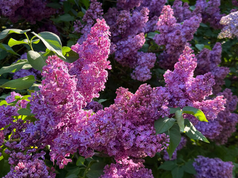 Lilac shrub in spring garden.