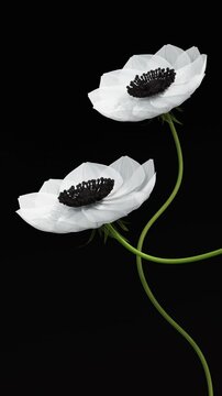 Two white anemone flowers slowly blooming on black background with elegant green stems, minimalist dramatic floral, dark abstract botanical