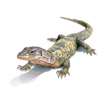 Hand-painted watercolor artwork of Monitor Lizard, isolated on white background