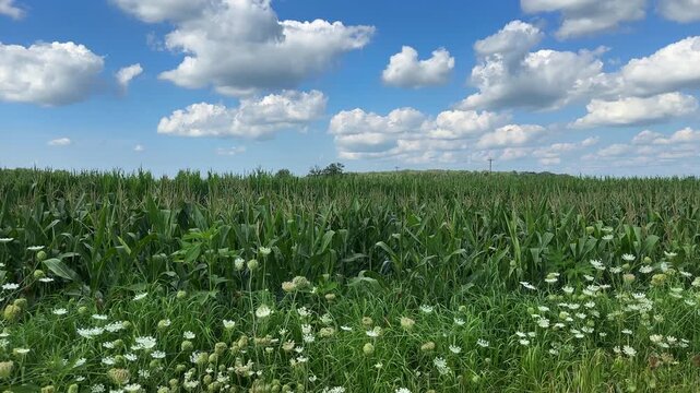 Wildflowers and corn stalks in an agricultural field gently moving in the summer breeze. Set against an idyllic blue sky with white clouds