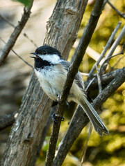 Black capped chickadee calls out. © Gregory Johnston