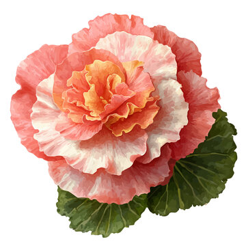 Hand-painted watercolor artwork of Begonia Flower, isolated on white background