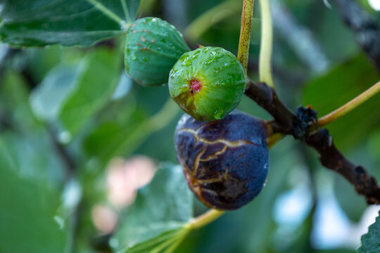 Figs ripening on branch showing different stages of growth