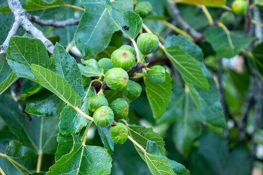 Green figs growing on a fig tree branch
