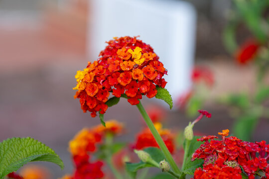 Lantana camara flower blooming with red and orange colors