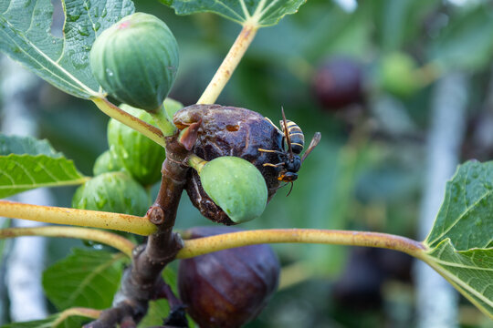 Wasp feeding on ripe fig fruit outdoors