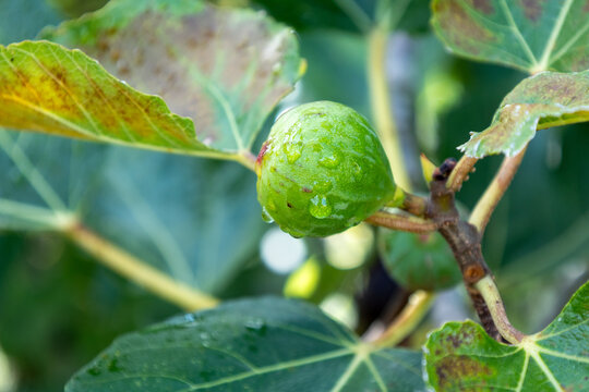 Green fig developing on branch with raindrops