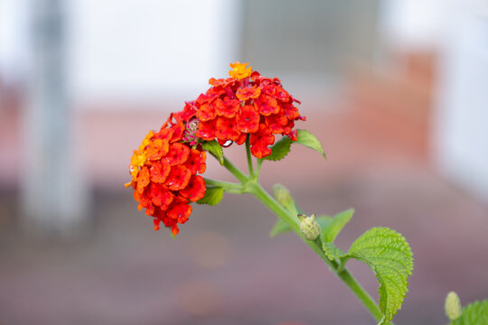 Lantana camara flowers blooming outdoors in nature