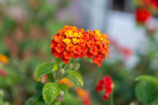 Lantana flower blooming with vibrant orange and yellow petals