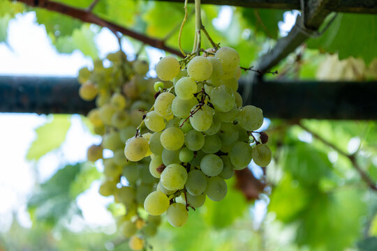 Ripe green grapes hanging from a vine outdoors