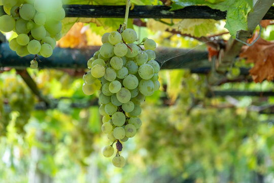 Green grapes ripening on vine in vineyard