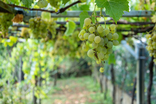 Green grapes ripening in vineyard on sunny day