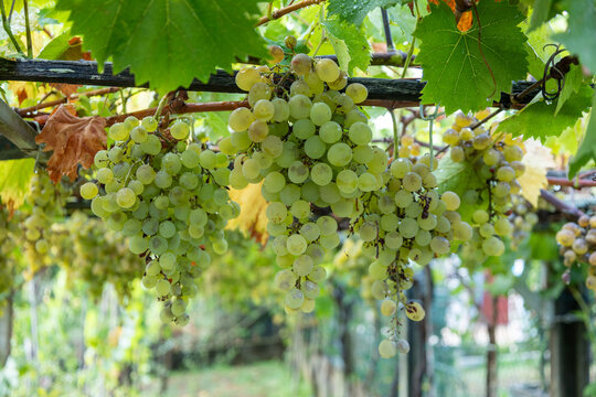 Green grapes hanging on vine in vineyard