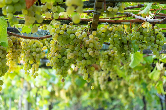 Ripe green grapes hanging from vines in vineyard