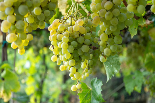 Ripe white grapes hanging in vineyard after rain
