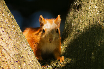 Horizontal close-up wildlife photo of red squirrel between tree trunks real photography © Artem