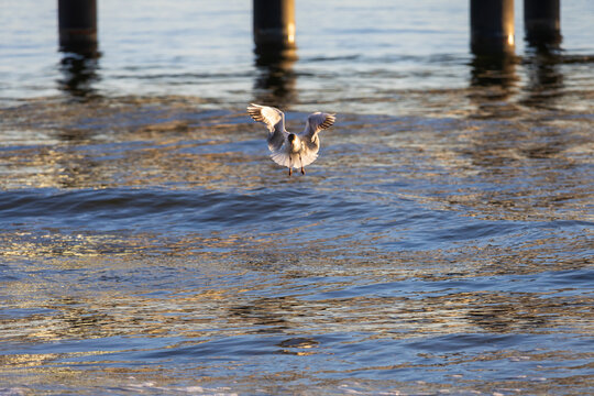 Black Headed Gull Hovering Above Ocean Water Near Pier Pillars at Sunset
