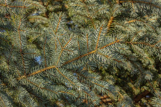 Blue spruce branches with dense evergreen needles in natural sunlight, detailed conifer foliage and forest background, ideal for nature, gardening, Christmas and winter concepts.