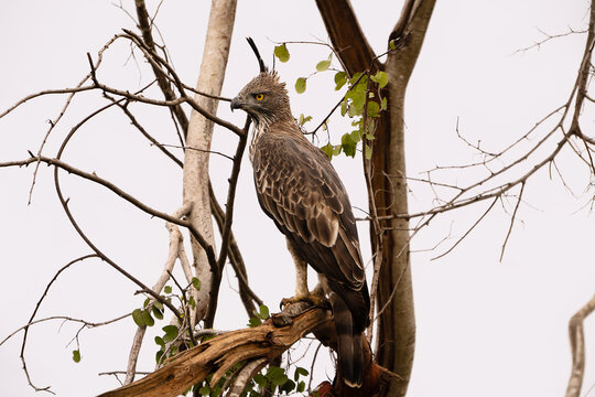 &Aacute;guila azor