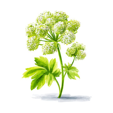 Angelica, watercolor illustration isolated on white background