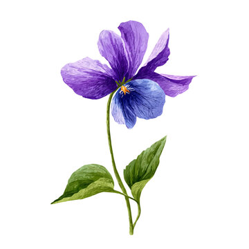 Violet Flower, isolated watercolor element on white background