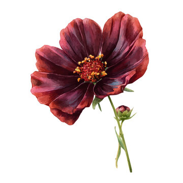 Detailed watercolor painting of Chocolate Cosmos, isolated on white background