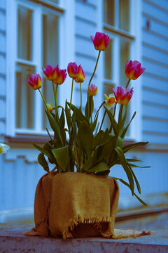 The tulips in the garden in front of the guest house. 
