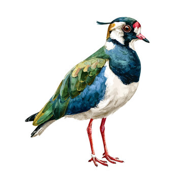 Lapwing, realistic watercolor artwork on white background