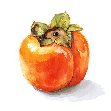 Watercolor drawing of Persimmon, on clean white background