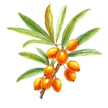 Sea Buckthorn, watercolor design element isolated on white background